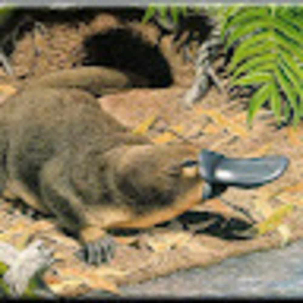 Meet your Posher, Thephantomplatypus